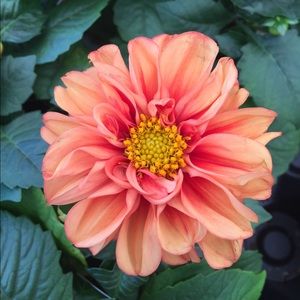 Meet your Posher, Delia